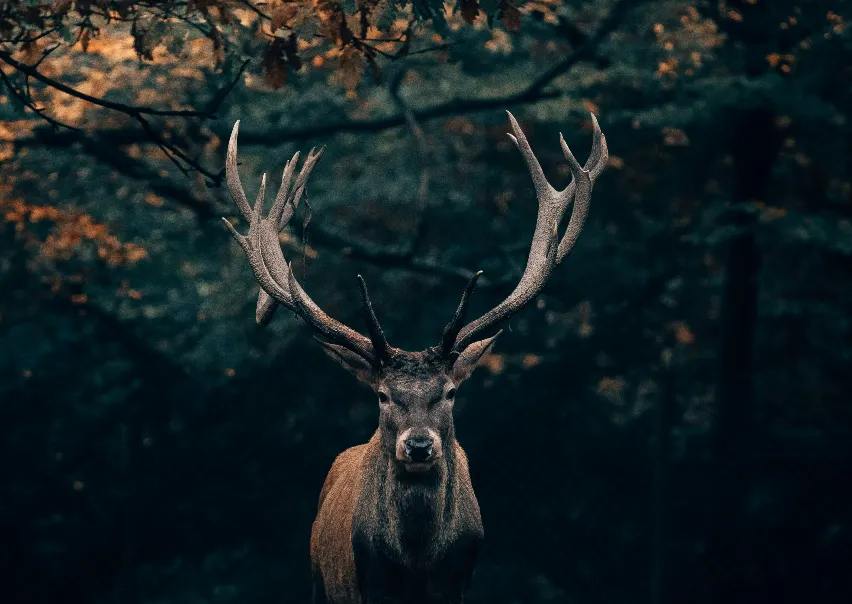 OIKOS viaja a Bruselas