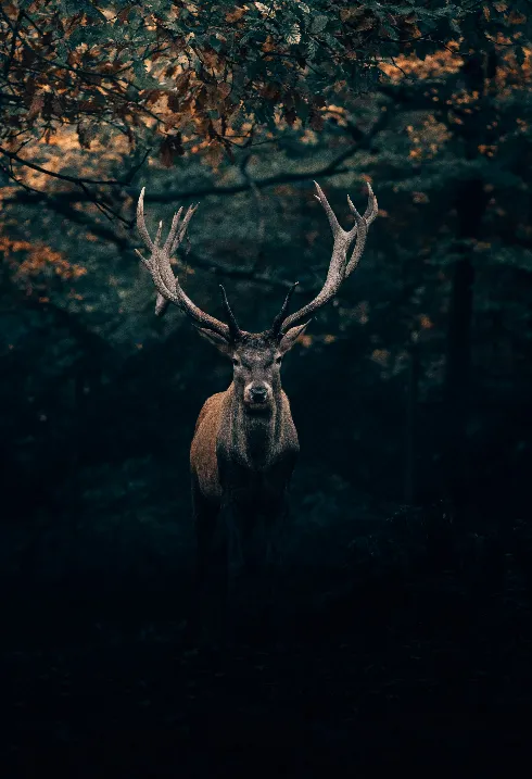 OIKOS viaja a Bruselas