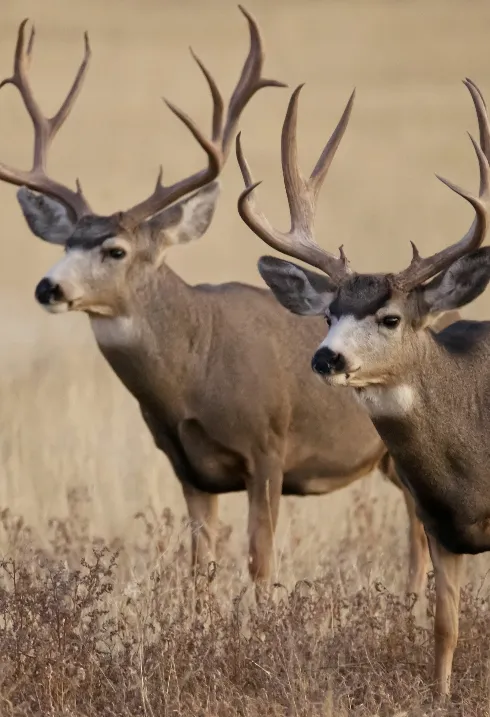 ¿Pasear por un coto de caza? La receta nórdica para acercar el campo a la ciudad en España