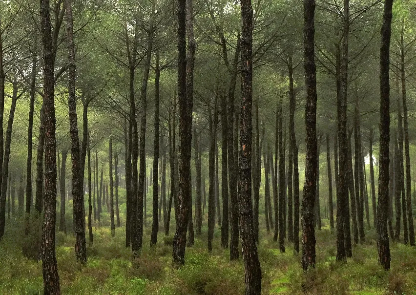 Oikos publica informe sobre la protección de la naturaleza en la acción exterior española