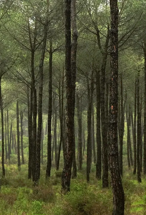 Oikos publica informe sobre la protección de la naturaleza en la acción exterior española