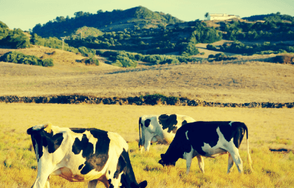 Imagen Sostenibilitat i gestió ambiental