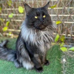Avatar de Soën