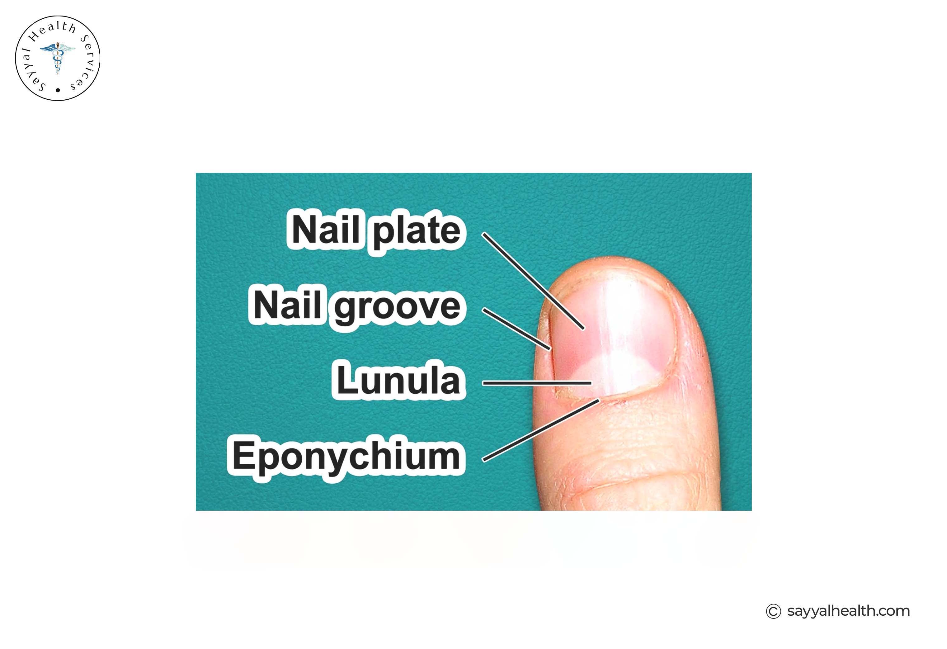 Anatomy of Toenail