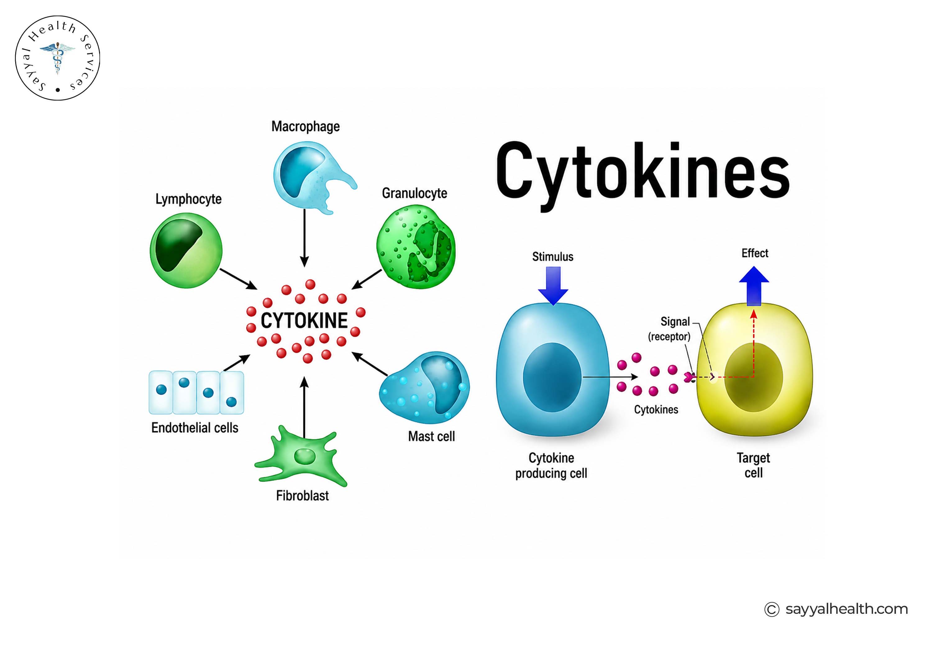Cytokines melanoma