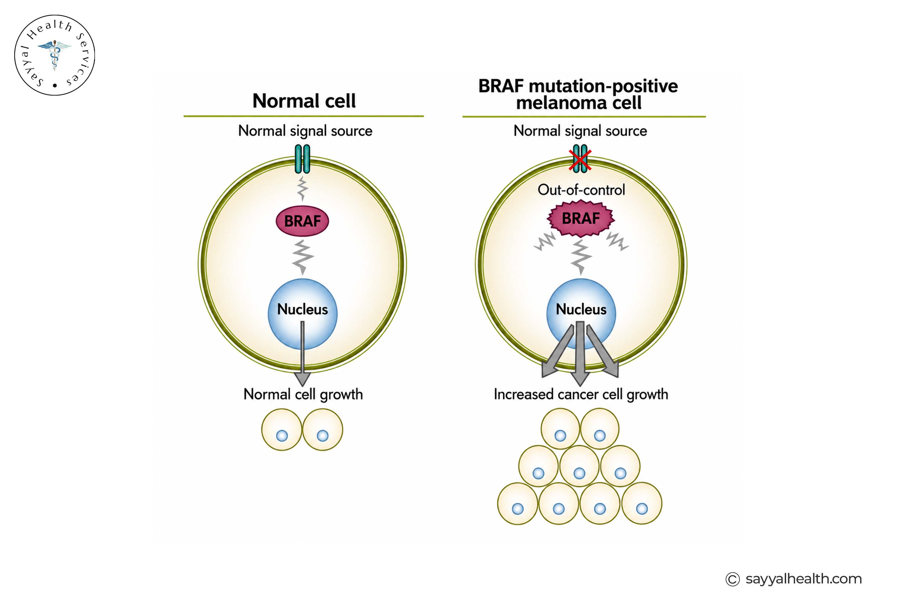 BRAF mutation normal cell melanoma