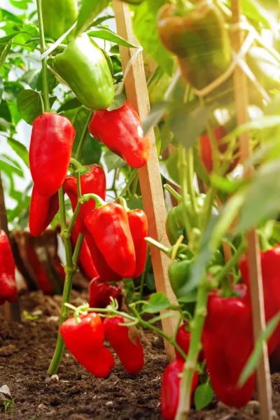 Paprika im Wok mit Brokkoli und Karotte – China Restaurant Yung
