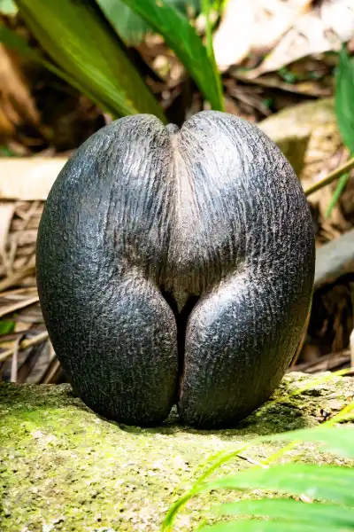 海底椰——深海傳說的真相