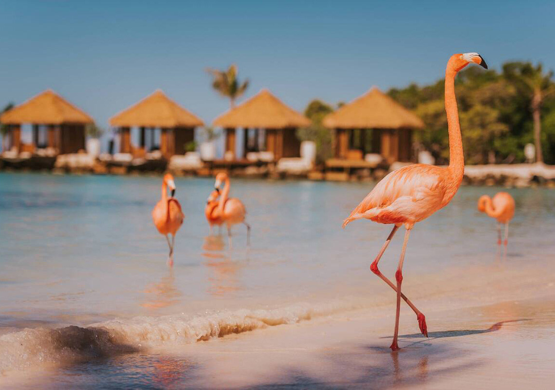 5 Reasons Why You Should Stay At Renaissance Wind Creek Aruba