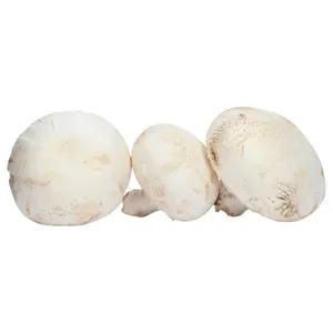 Hongo Portobello