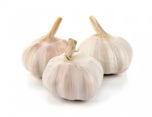 Ajo Tubular