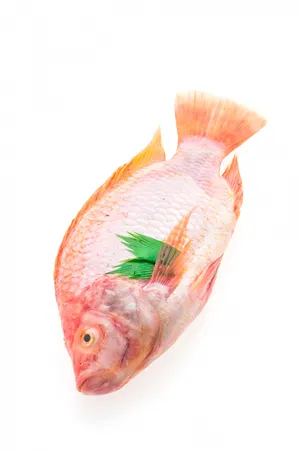 Pescado Tilapia Roja Fresca