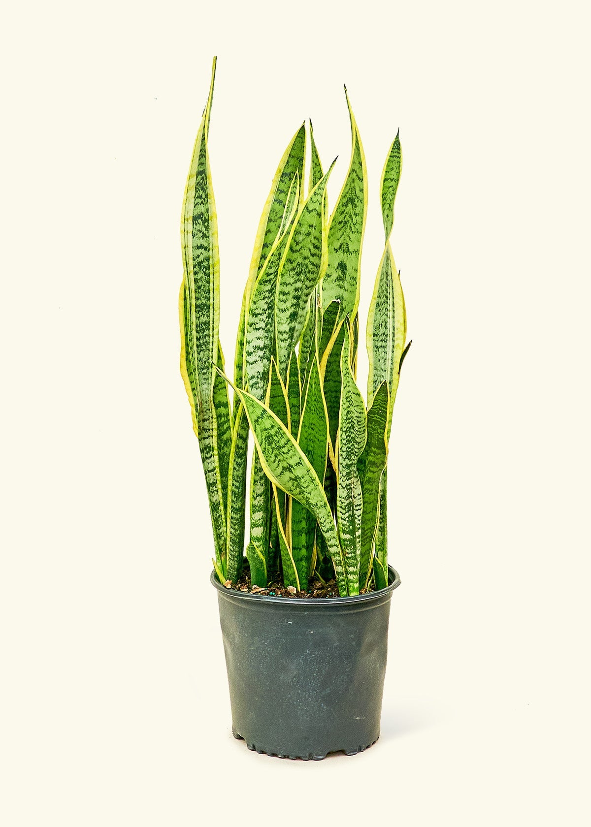 Troubleshooting Snake Plant Problems