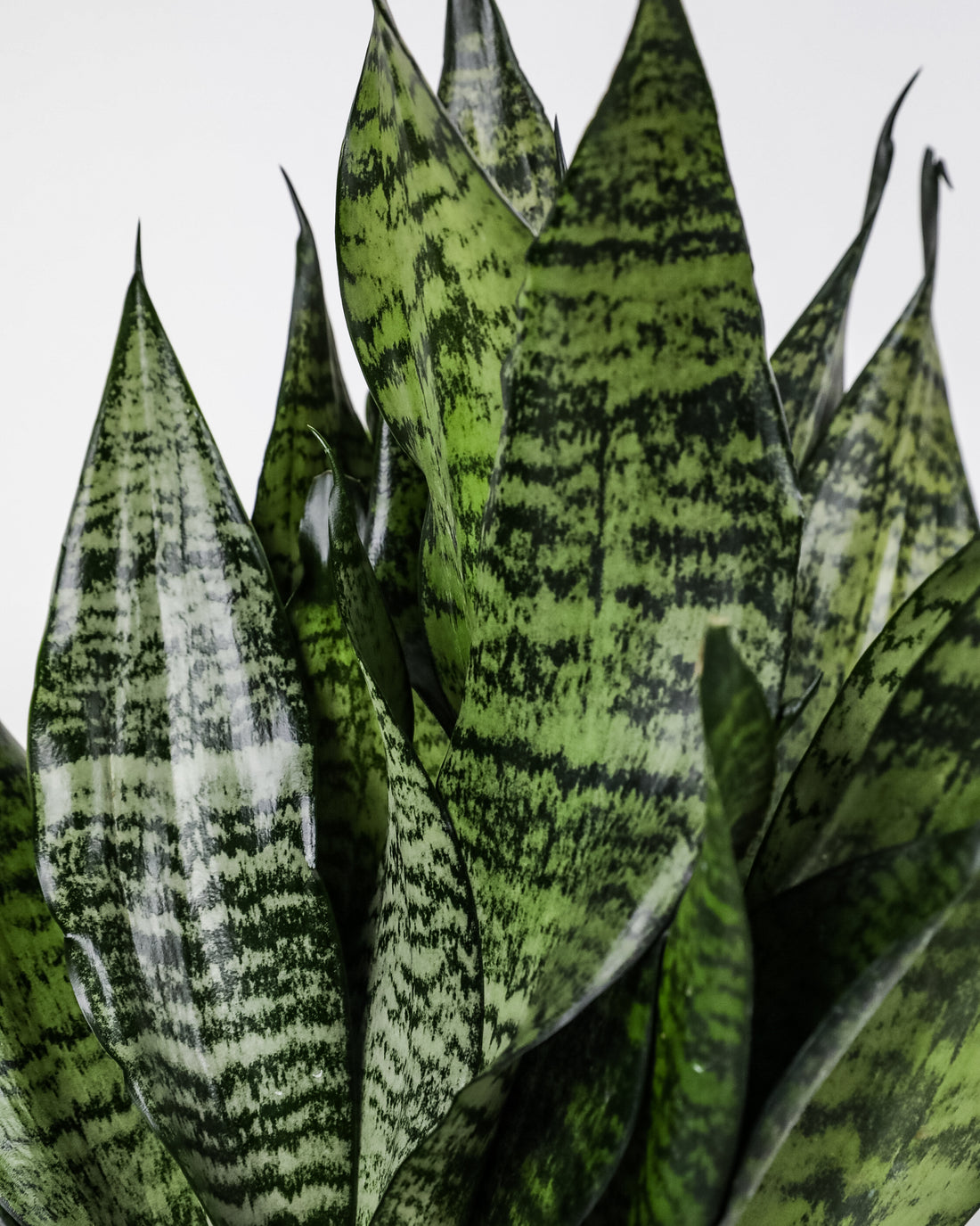 Design Ideas for Snake Plants