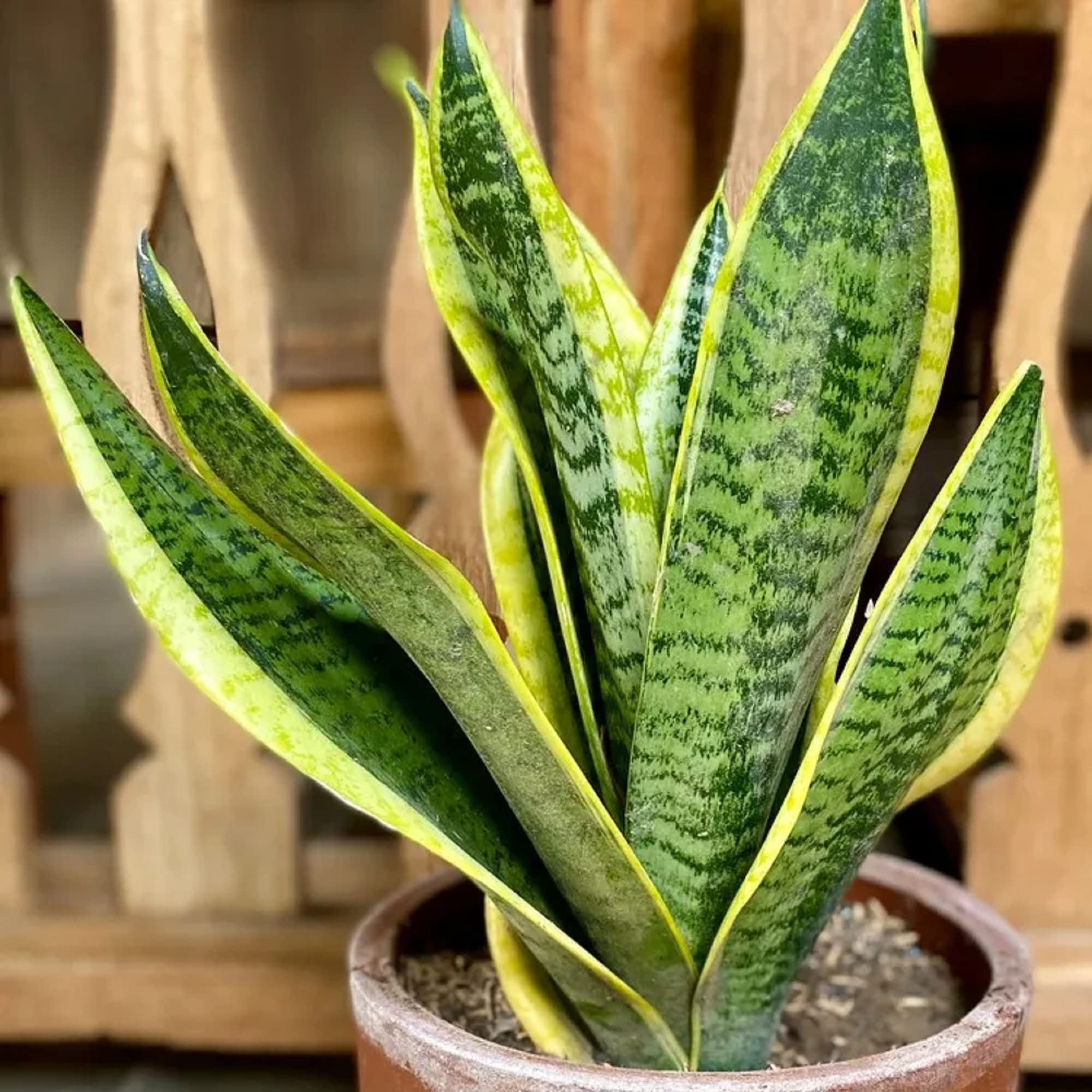 Tips for Styling With Snake Plants