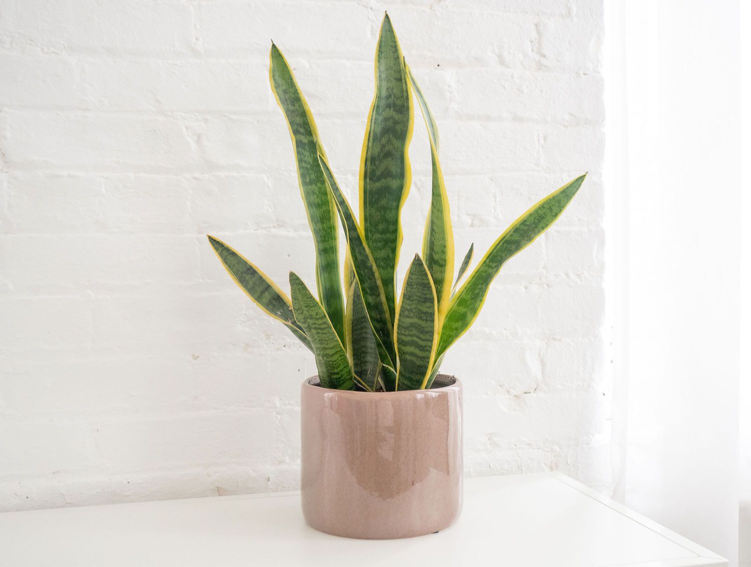 Common Questions About Snake Plants