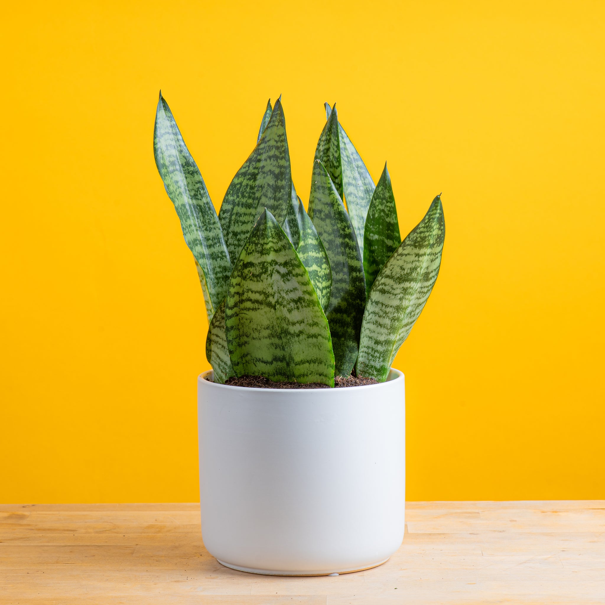 Re-Potting Your Snake Plant