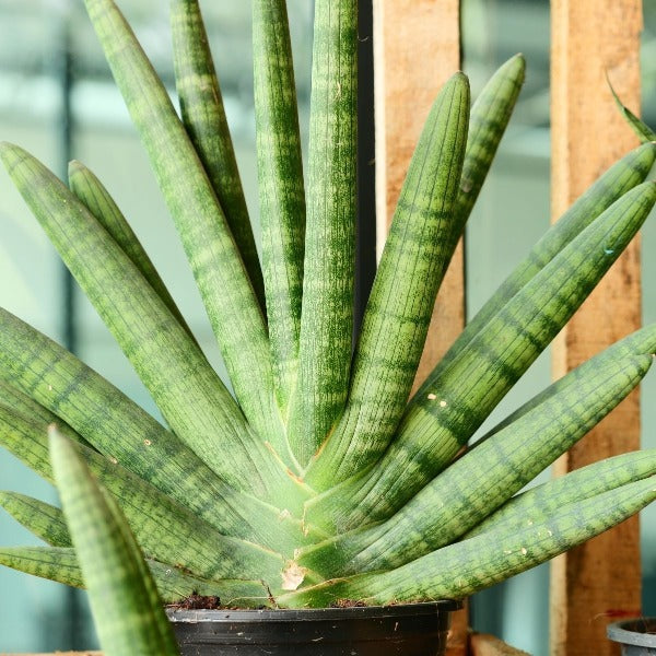 Creative Ways to Use Snake Plants