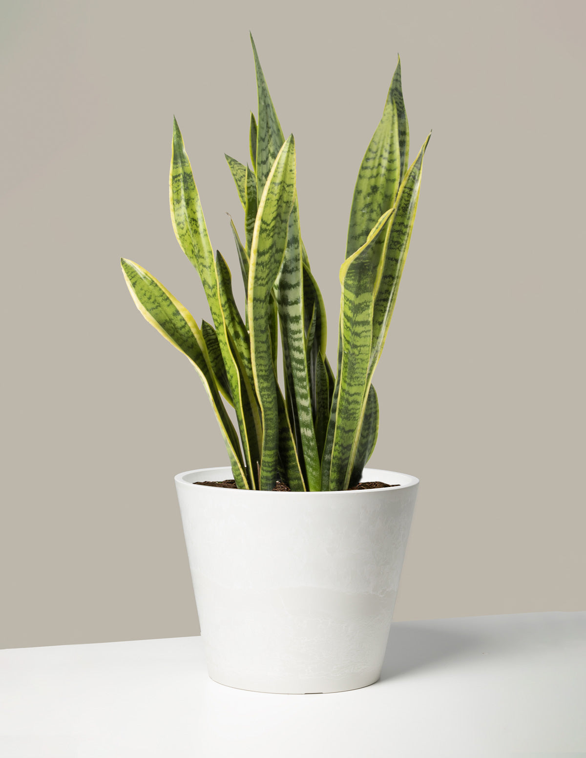Choosing the Right Snake Plant