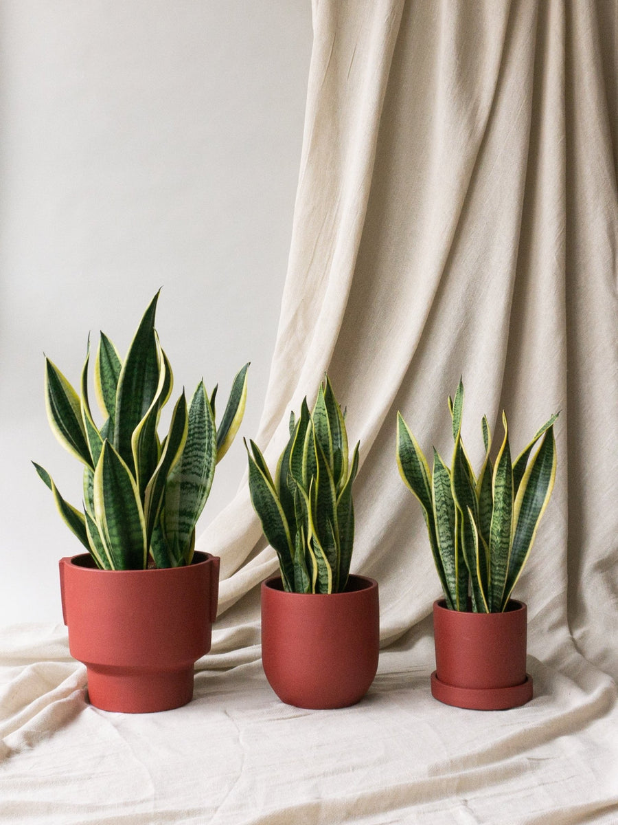 Decorating With Snake Plants