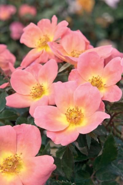 Planting and Caring for Knockout Roses