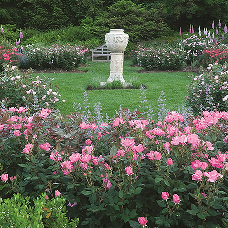 Planting and Caring for Knockout Roses