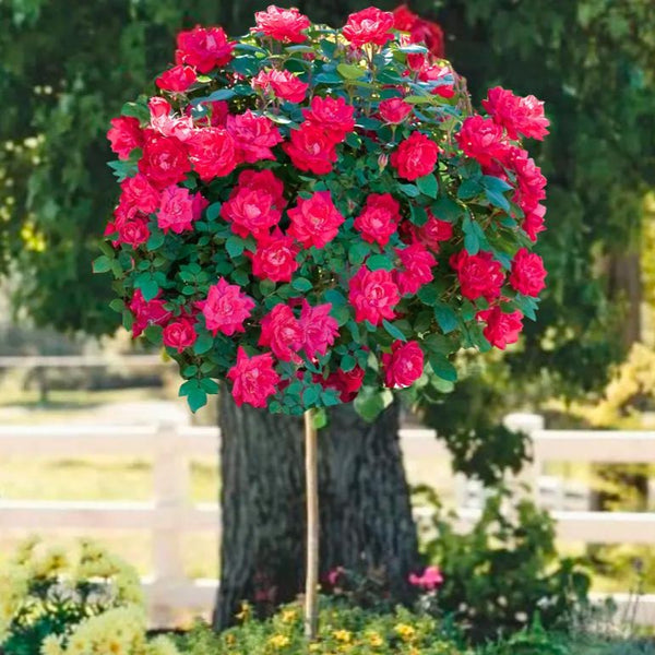 Where to Buy Knockout Roses