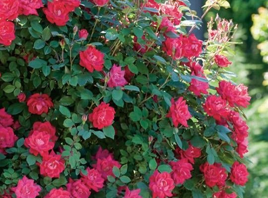 Pruning and Fertilizing Knockout Roses
