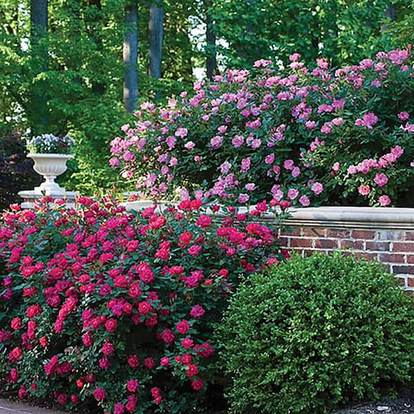 Diseases and Pests Affecting Knockout Roses