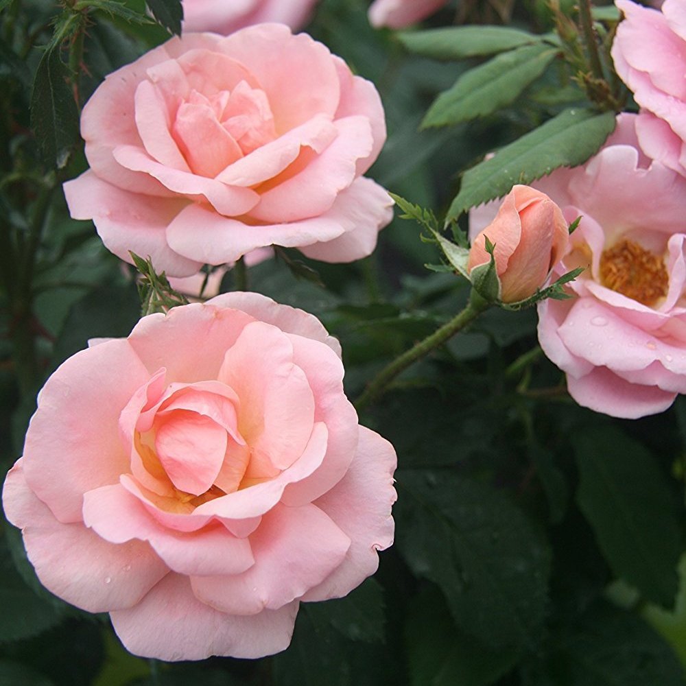 Using Knockout Roses in Landscaping