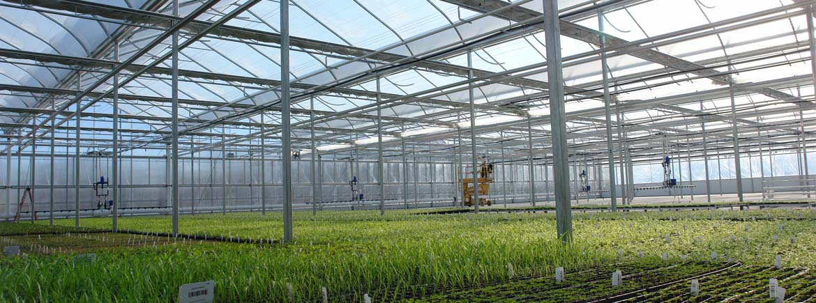 Greenhouse Maintenance Tips for a Successful Growing Season
