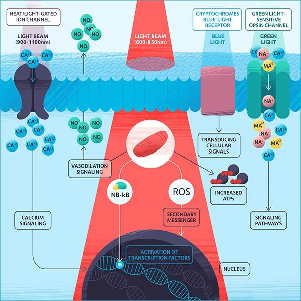 Finding the Right Frequency for Photobiomodulation Treatments