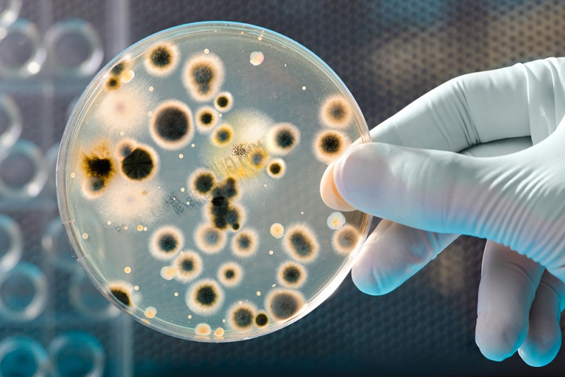 Benefits of Professional Mold Testing