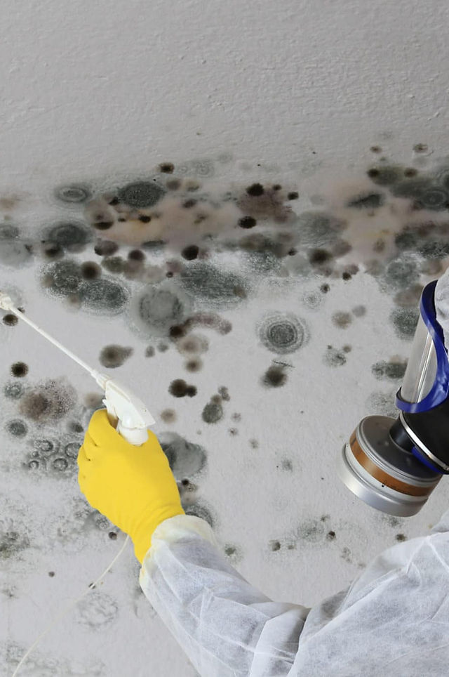 Preventing Future Mold Growth