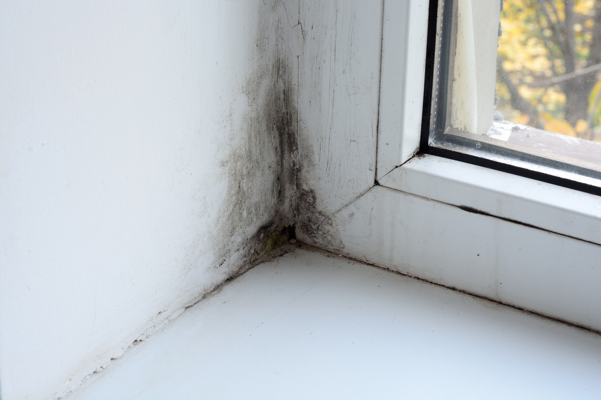 Identifying Mold in Your Home