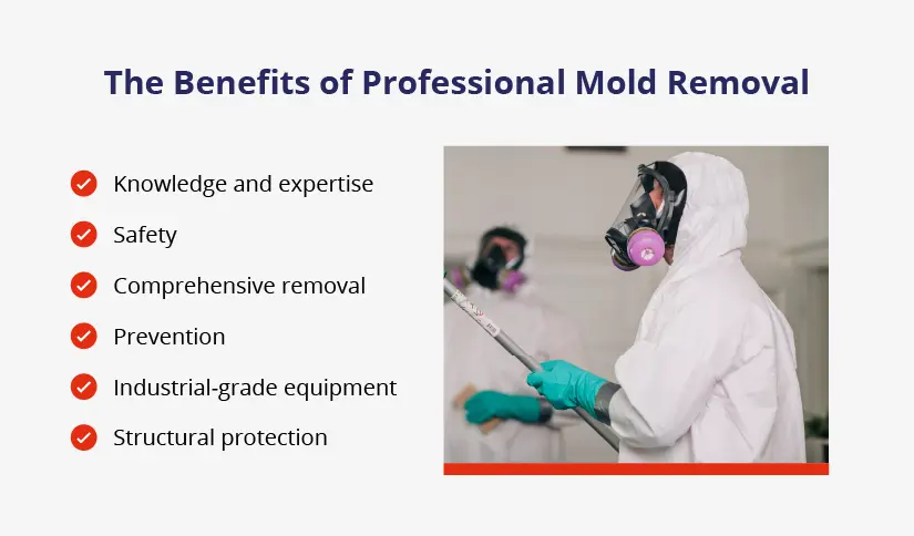 Assessing Mold Damage