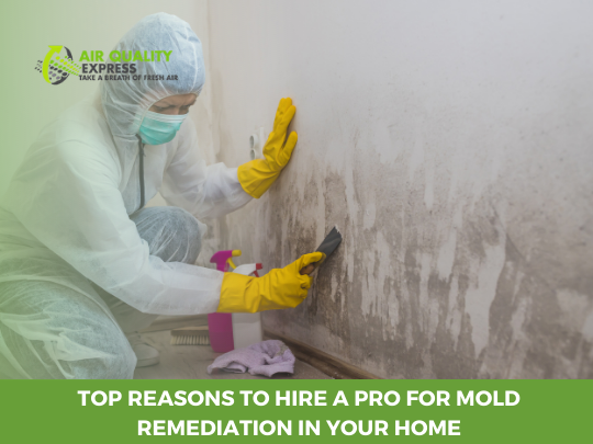 Professional Mold Remediation Services