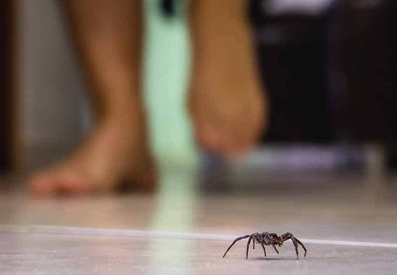 How Pest Control Utah can Save You Time, Stress, and Money.