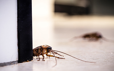 Preventing Future Pest Infestations