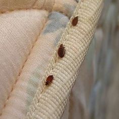 Identifying Signs of Infestation