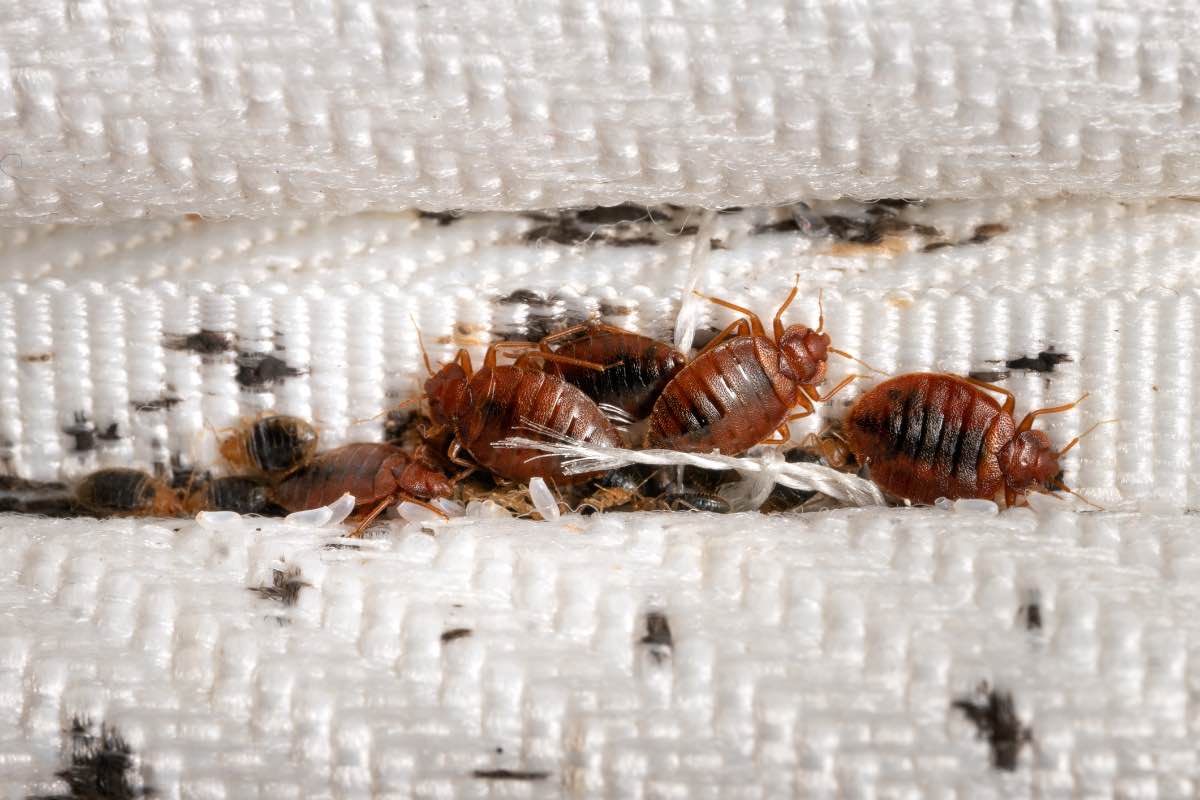 Ongoing Bed Bug Monitoring and Prevention