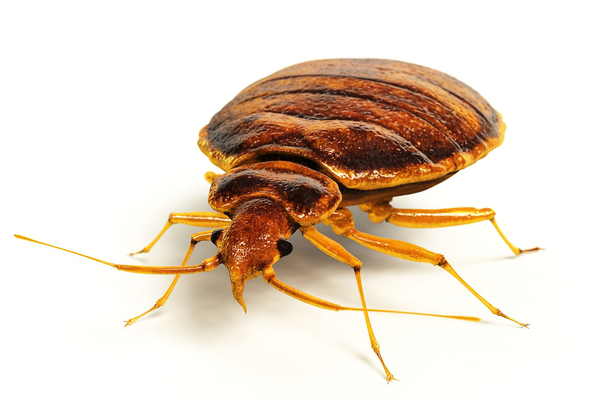 Our Comprehensive Bed Bug Inspection Process