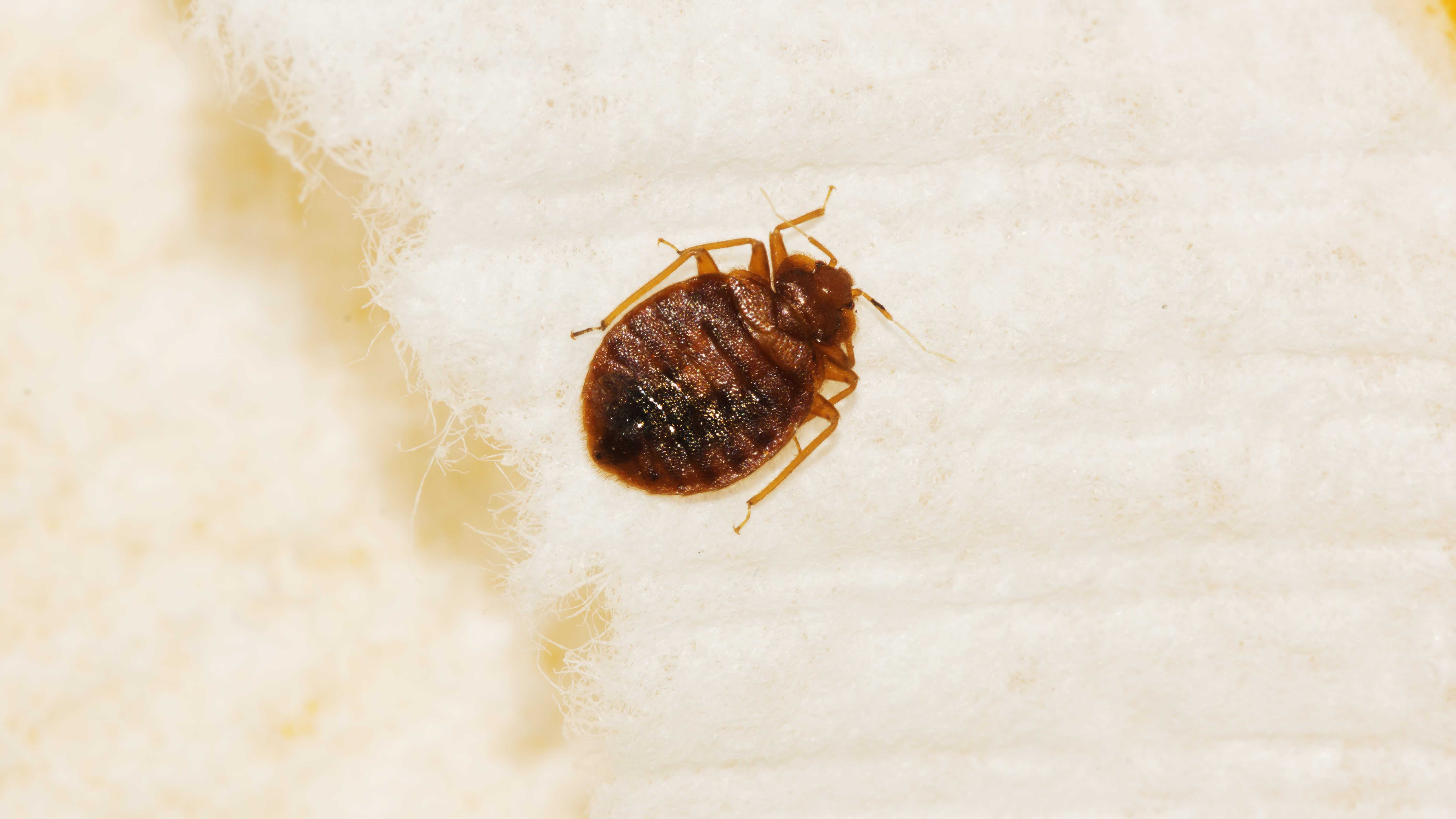 Understanding Bed Bug Behavior