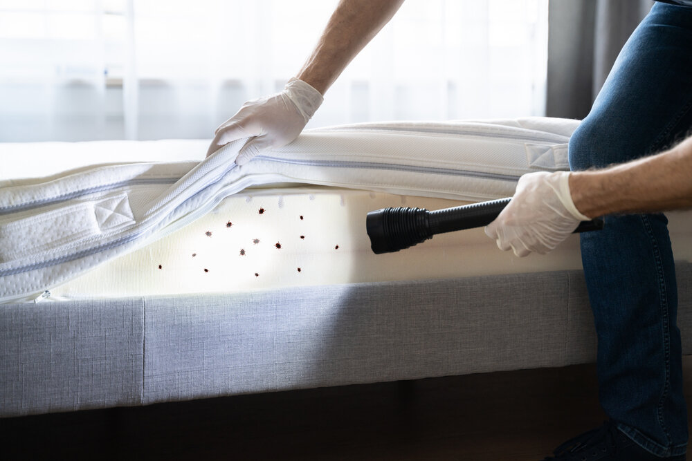 Maintaining a Bed Bug-Free Environment