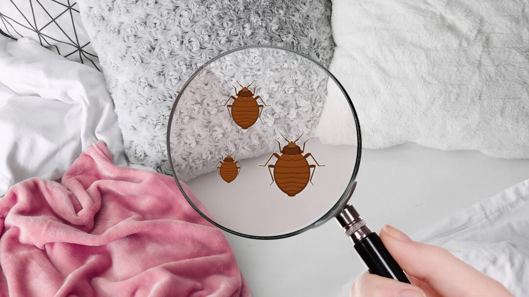 Signs of a Bed Bug Infestation