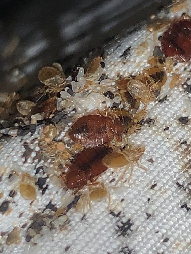 Bed Bug Exterminator FAQs