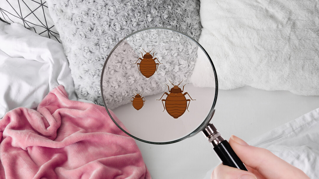 Different Bed Bug Treatment Options