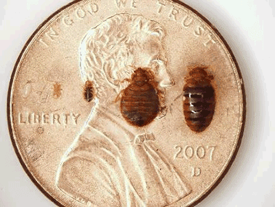 Preventing Bed Bug Reinfestations