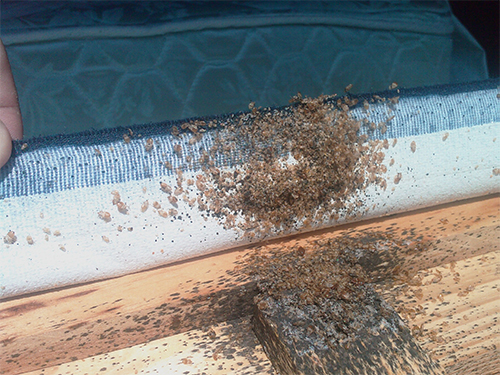 DIY Bed Bug Extermination Methods