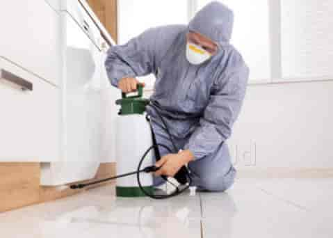 Choosing the Right Pest Control Service